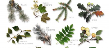 herbier