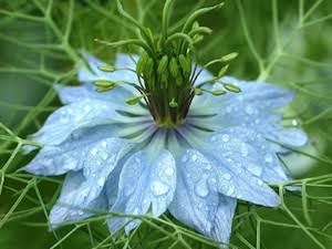 Fleur : huile de nigelle