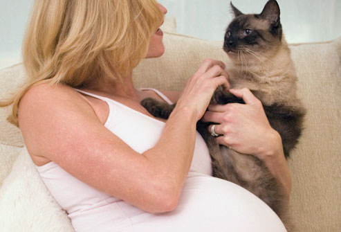 toxoplasmose-enceinte-chat